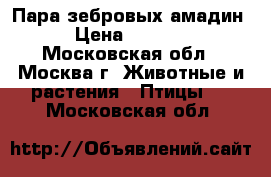 Пара зебровых амадин › Цена ­ 1 000 - Московская обл., Москва г. Животные и растения » Птицы   . Московская обл.